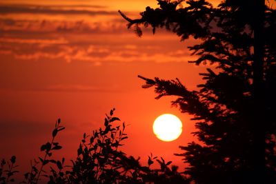 Silhouette trees against romantic sky at sunset