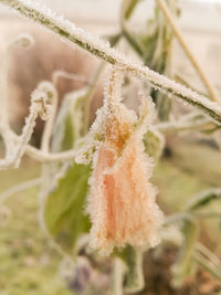 Close-up of frozen plant