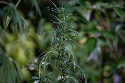 Close-up of fresh green plant