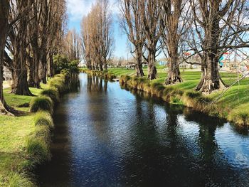 River amidst trees in forest