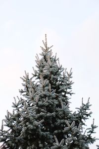 Low angle view of tree against sky during winter
