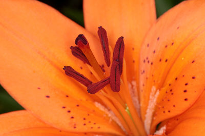 Close-up of orange lily