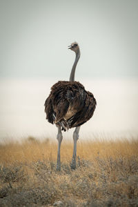 Common ostrich stands turning head towards camera