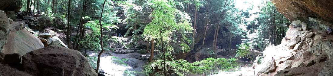 Panoramic view of trees in forest