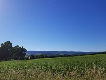 Scenic view of agricultural field against clear blue sky