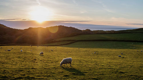 Sheep grazing on field against sky at sunset
