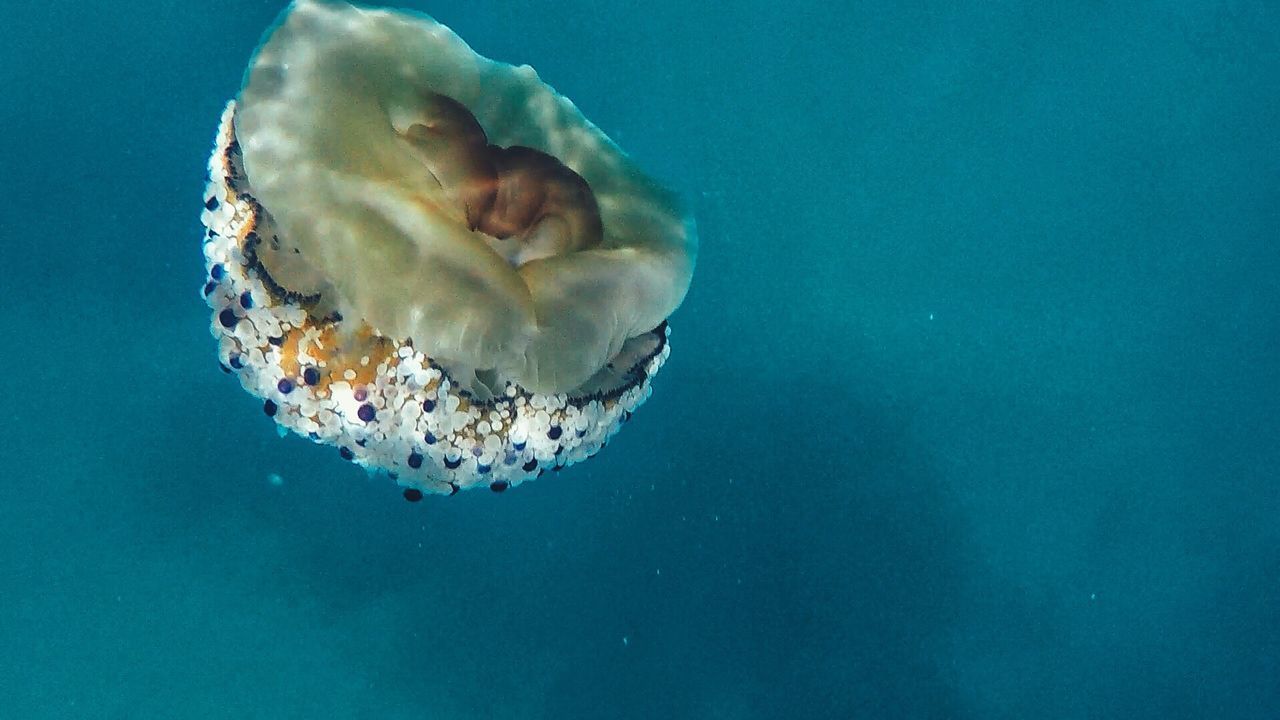 CLOSE-UP OF JELLYFISH UNDERWATER