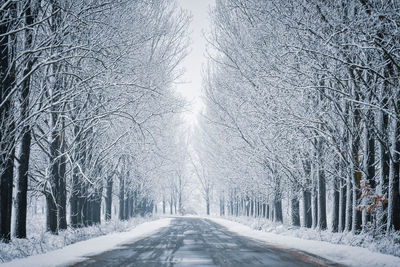 Road amidst bare trees during winter