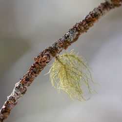 Close-up of dried plant on branch