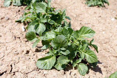 High angle view of plant growing on field