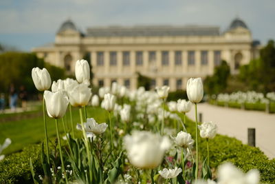 Close-up of white flowering plants on field