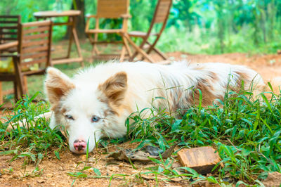 View of dog relaxing on field