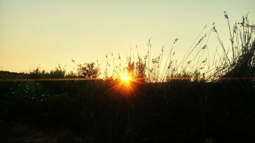 Close-up of silhouette plants on field against sky at sunset