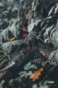 Close-up of dry leaves on field during winter