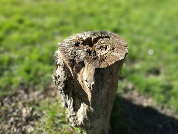 Close-up of grass