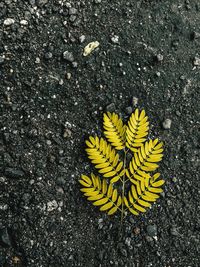 High angle view of yellow flower on land