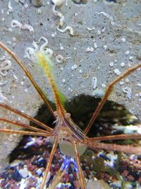 Close-up of insect on wet plant