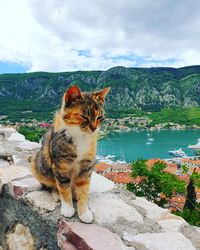 Cat sitting on rock by lake against sky