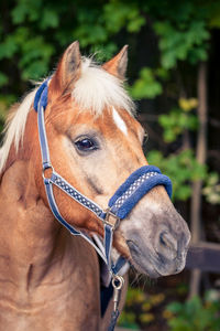 Close-up of horse