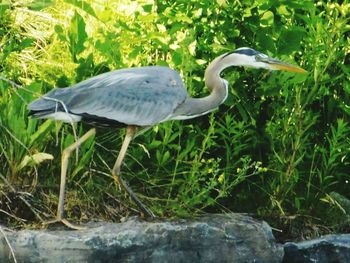 High angle view of gray heron perching on plant