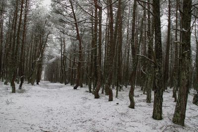 Trees in forest during winter