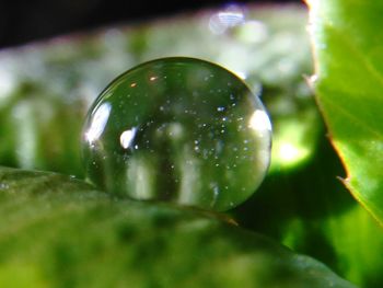 Close-up of water drops on leaf