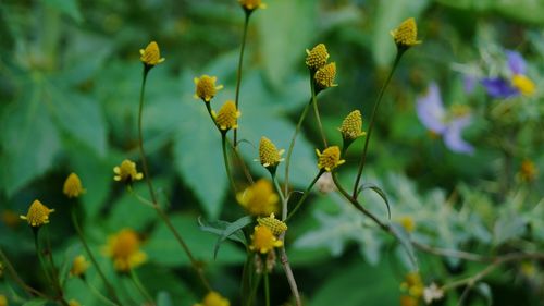 Close-up of yellow flowering plant