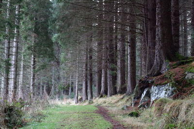 Trees in forest