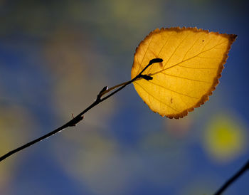 Close-up of leaves