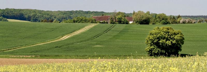 Scenic view of agricultural field against sky