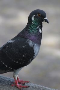 Close-up of pigeon perching on wood