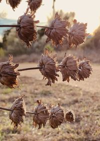 Close-up of birds on dry flowers on field