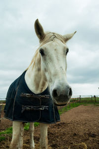 Horse standing in a field