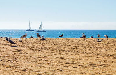 People on beach against clear sky