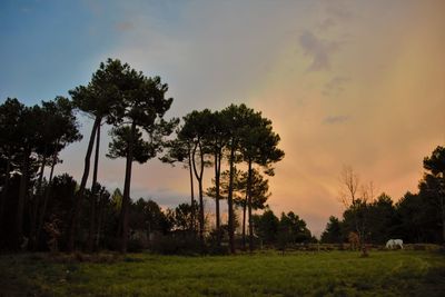 Trees on field against sky during sunset