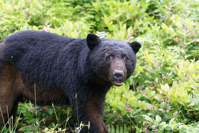 Close-up of an animal