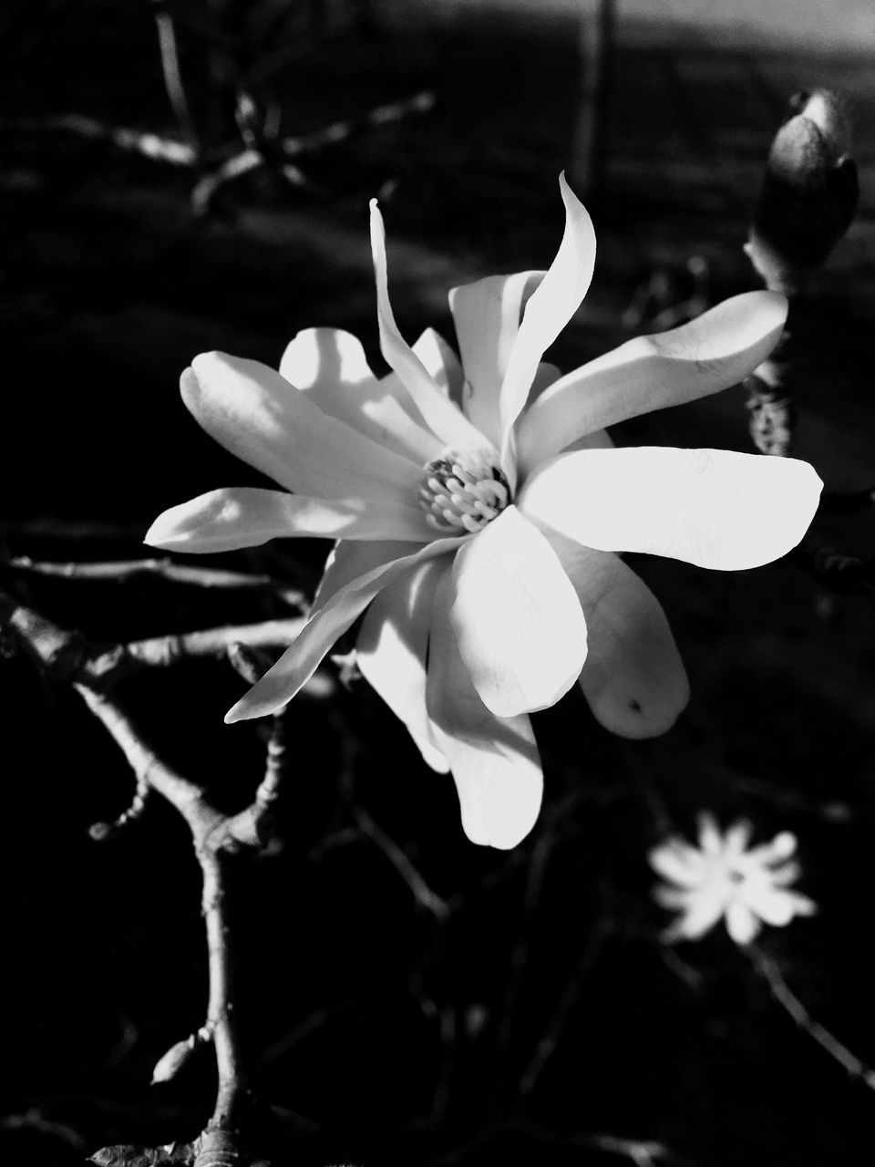 flower, petal, freshness, flower head, fragility, growth, beauty in nature, blooming, close-up, nature, pollen, plant, focus on foreground, stamen, in bloom, white color, blossom, single flower, outdoors, no people