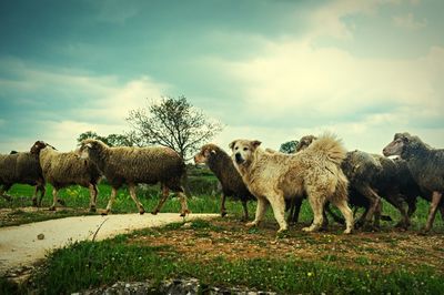 Horses grazing on field