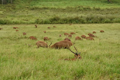 Flock of hog deer in a field