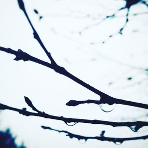 Low angle view of branches against sky