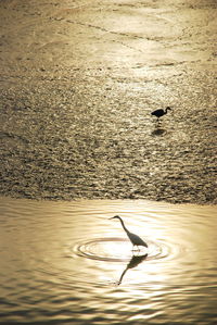 Bird flying over lake