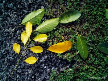 Close-up of yellow leaves on land