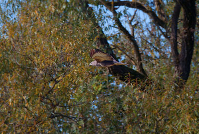 Low angle view of eagle flying