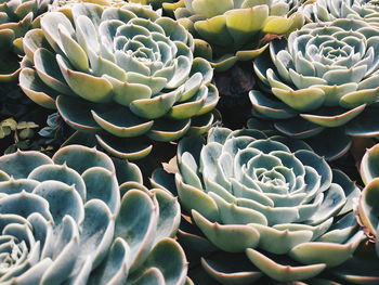 Close-up of succulent plant