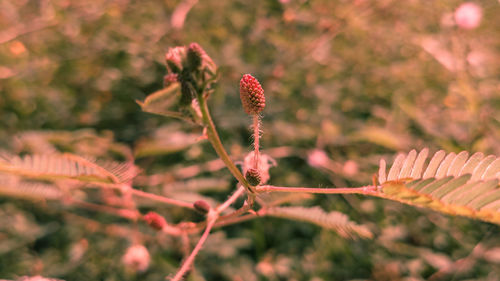 Close-up of red flowering plant