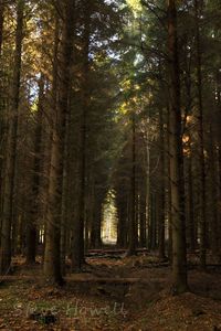 Trees in forest