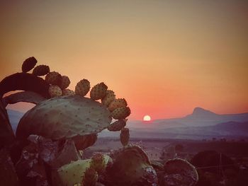 Cactus growing on land against sky during sunset