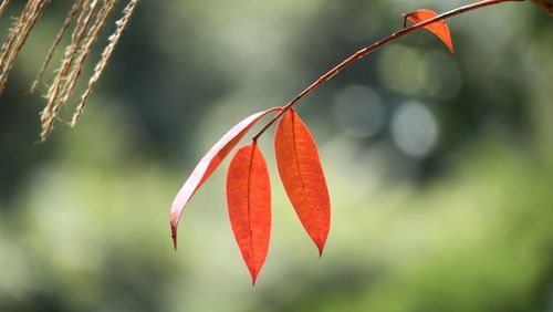 Close-up of red berries growing on plant