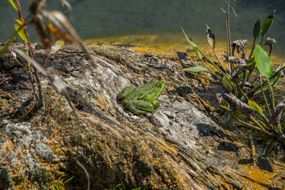 High angle view of turtle in water