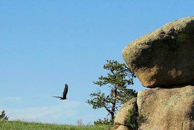 Low angle view of eagle flying against clear blue sky